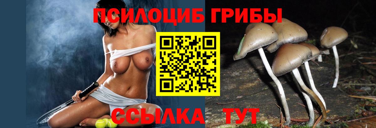 Псилоцибиновые грибы Psilocybine cubensis Краснотурьинск
